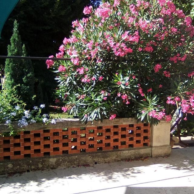 Le Petit Palais Maisonnette Aparthotel Αβινιόν Εξωτερικό φωτογραφία